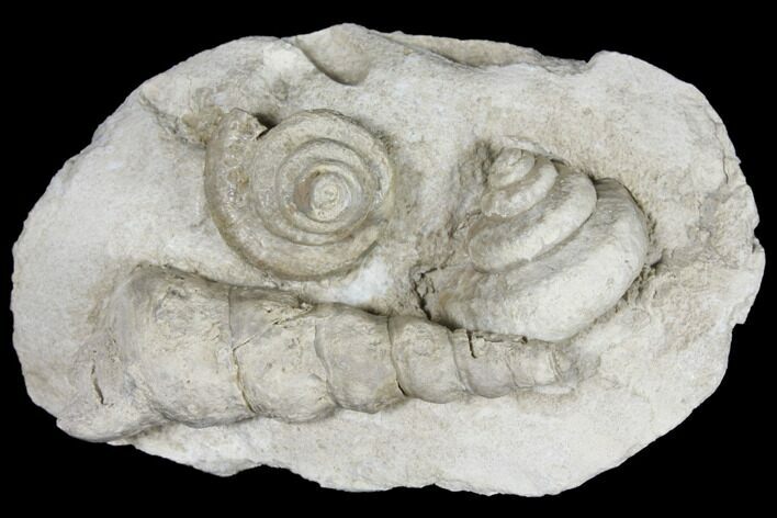 Plate of Gastropod (Euomphalus & Loxonema) Fossils - Iowa #130292